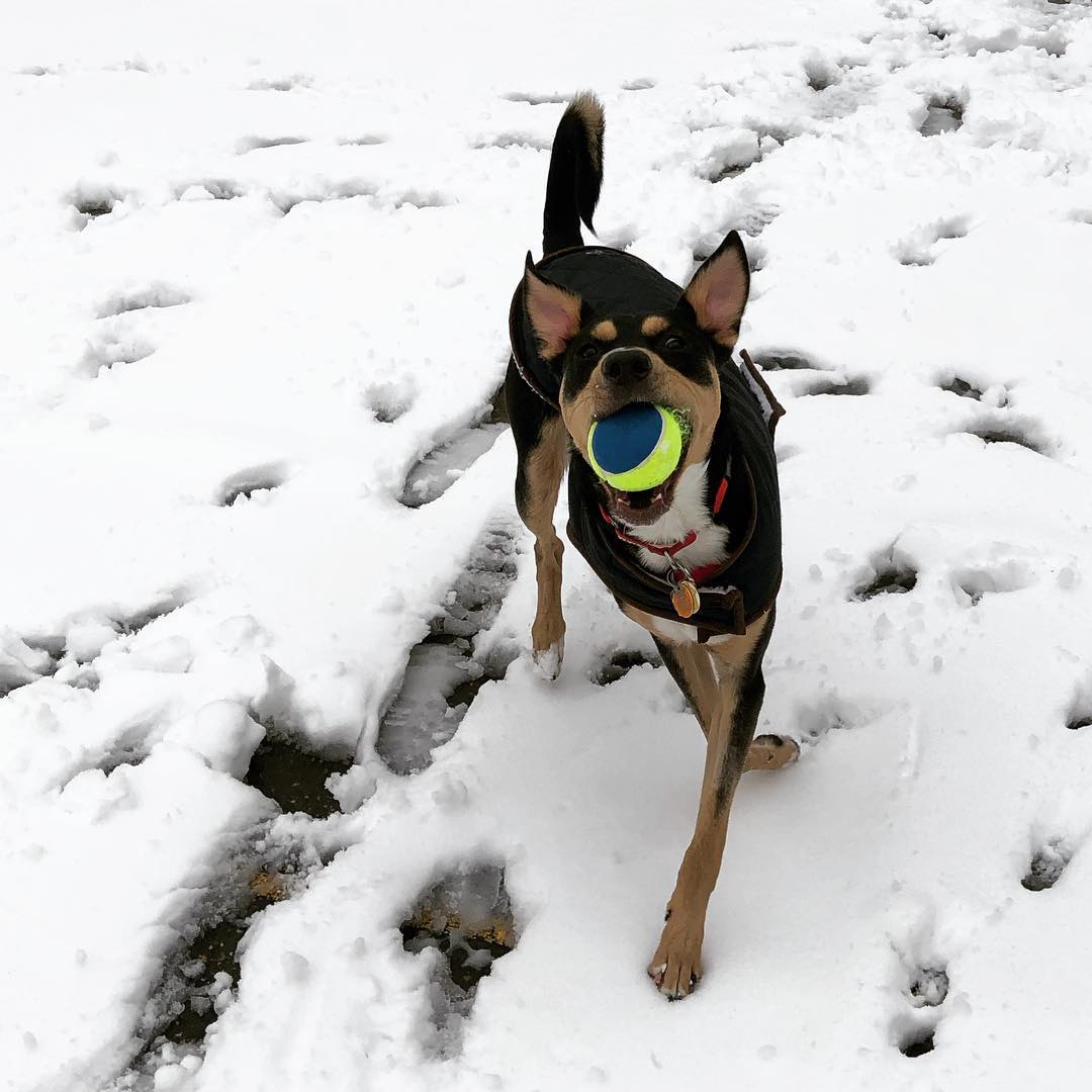 Dyson, “I’m snooow much fun”