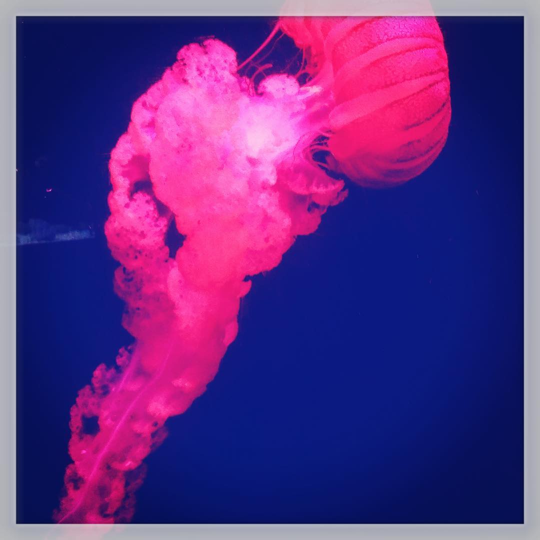 Don’t be Jelly of my 4 day weekend