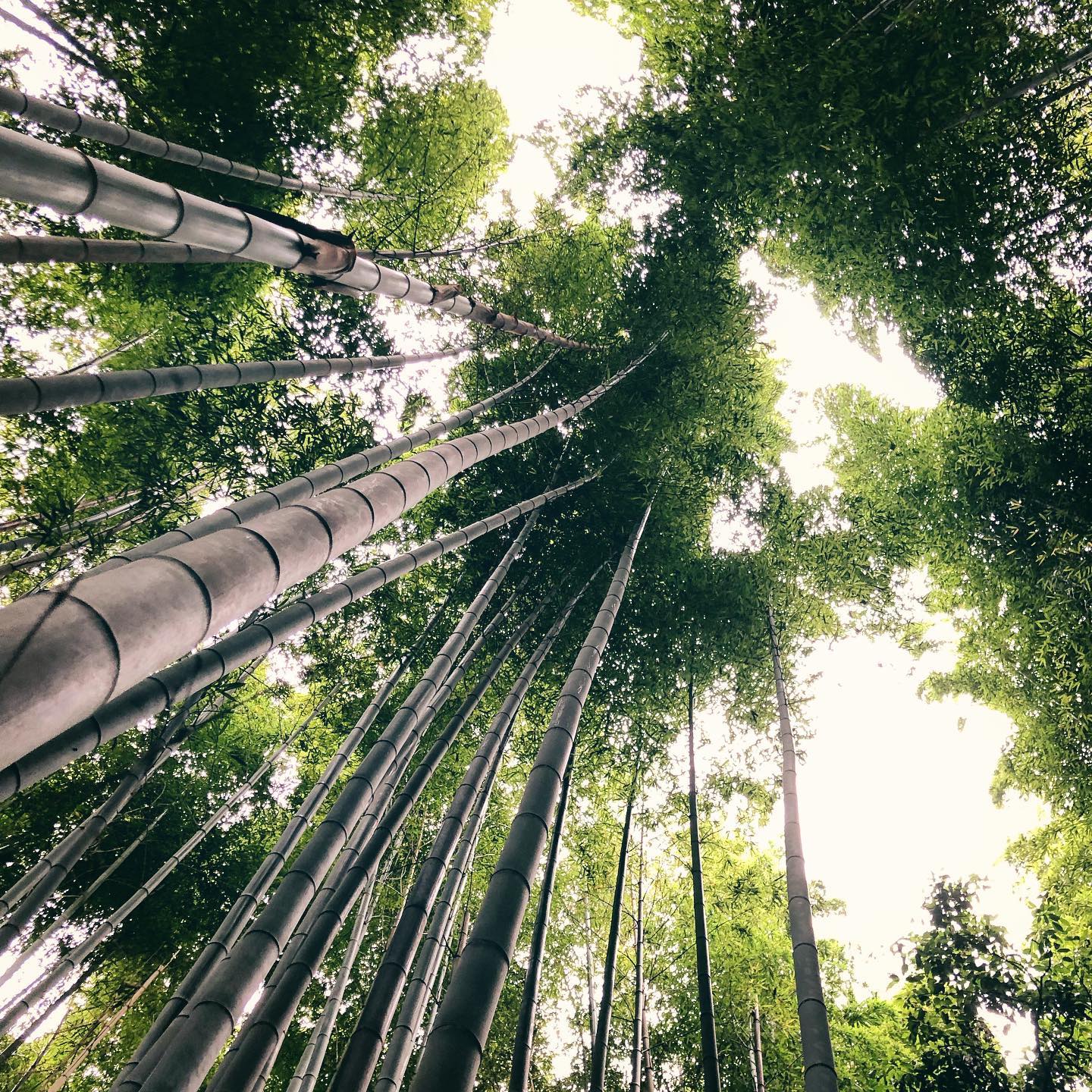 Morning Bamboo Forest