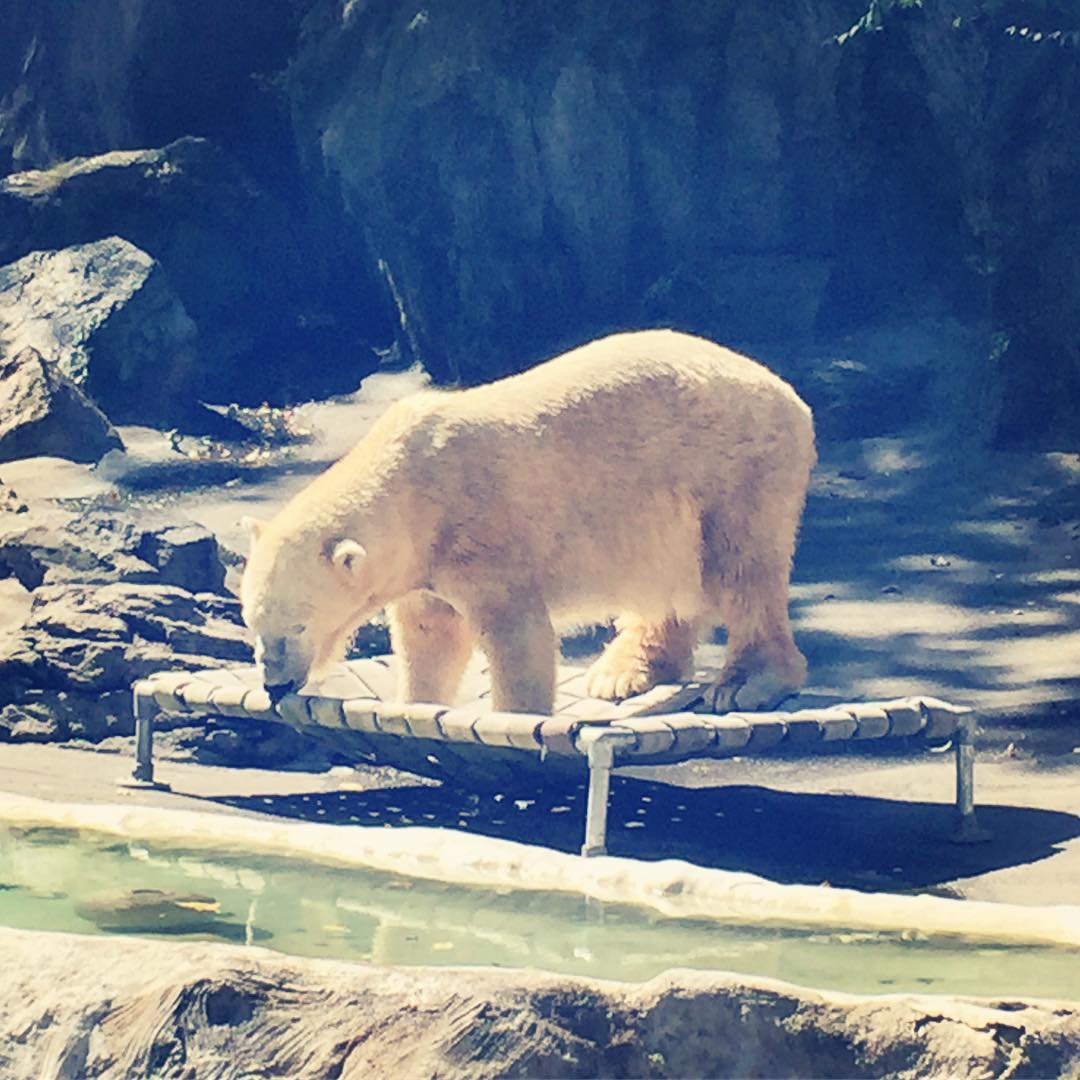 Bears of the Bronx Zoo
