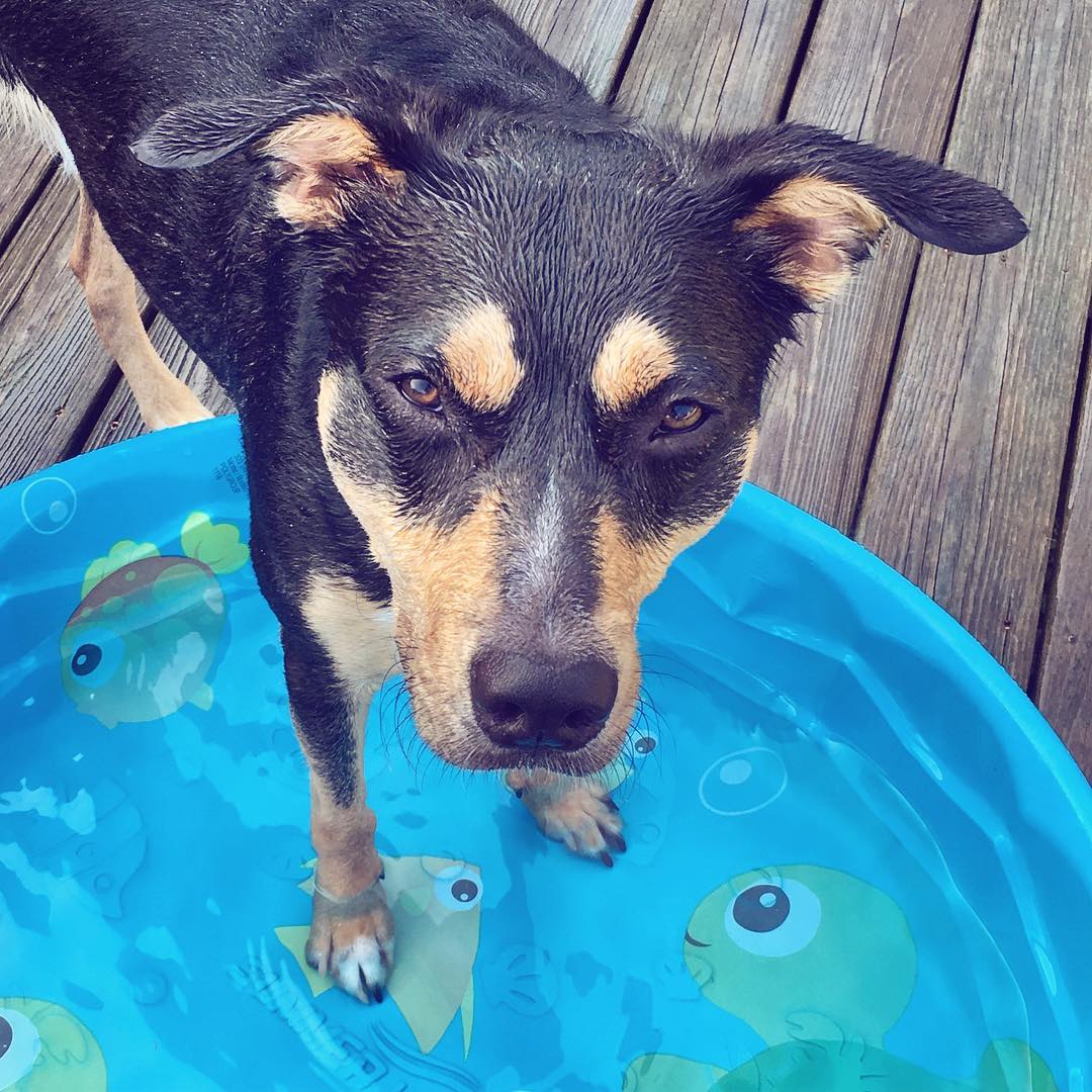 Puppy Pool Party