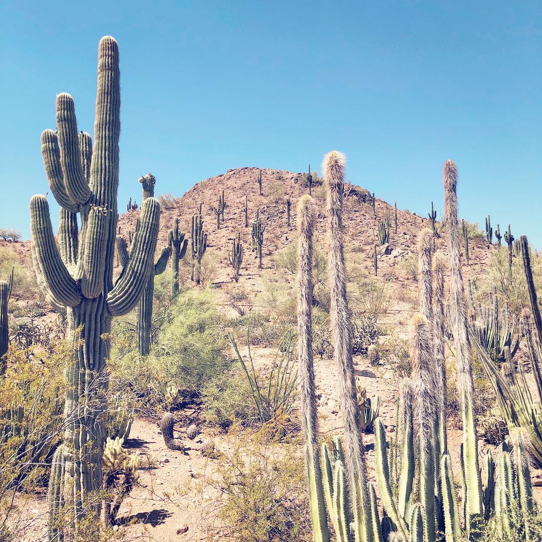 Cartoon Desert Landscape