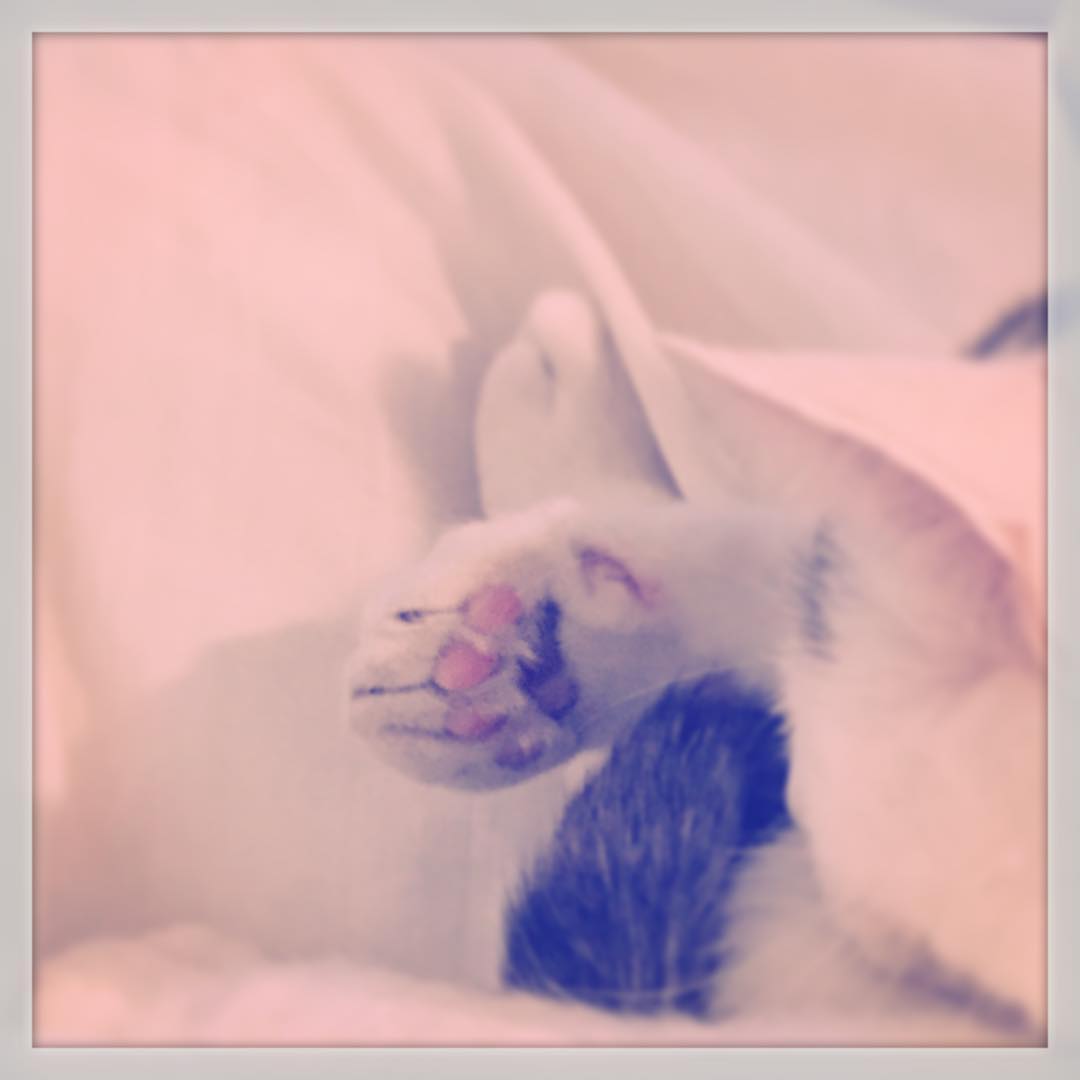 Paws well that ends well