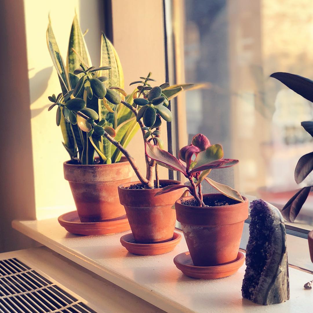 Morning Light on my Green Buddies