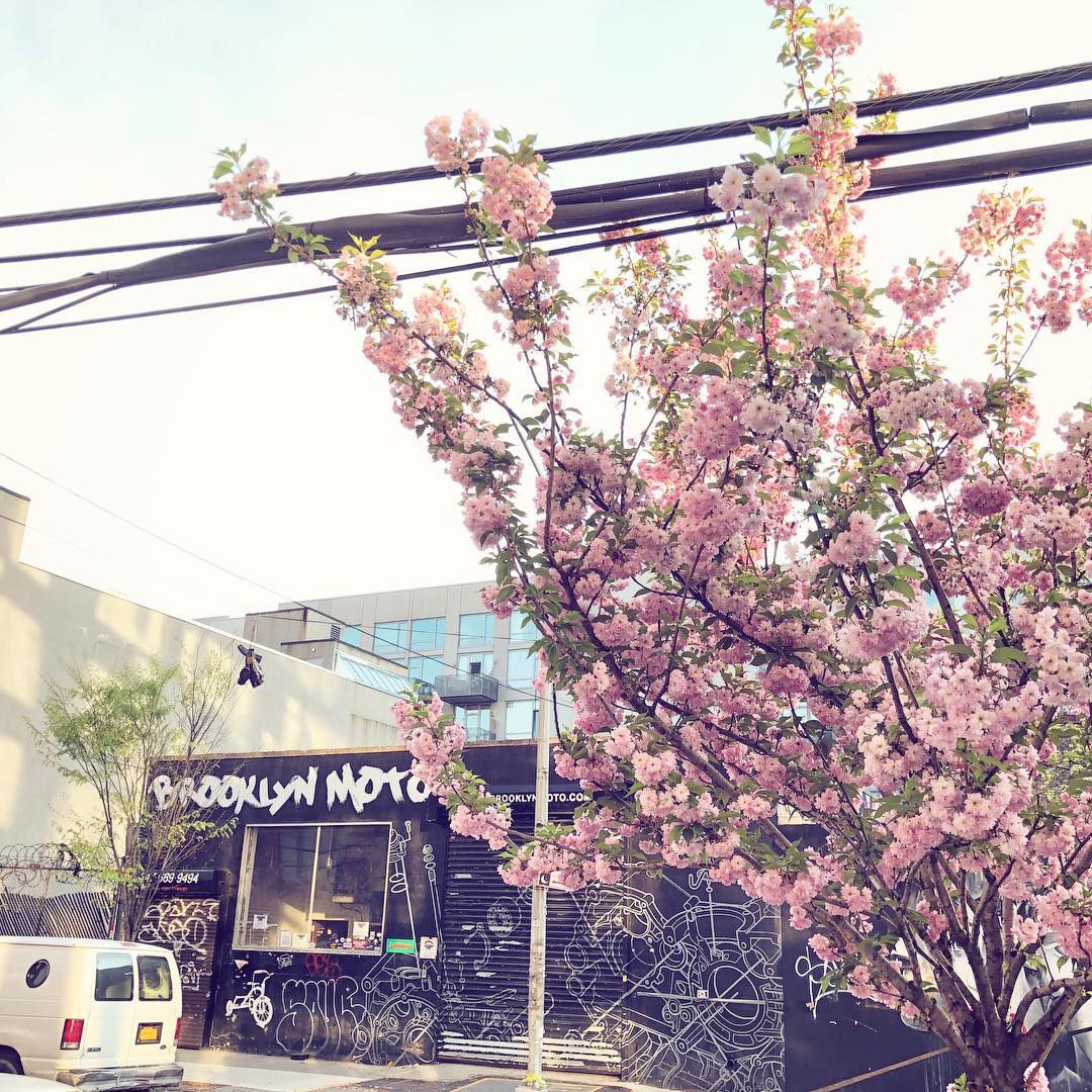 Spring has Sprung in Brooklyn