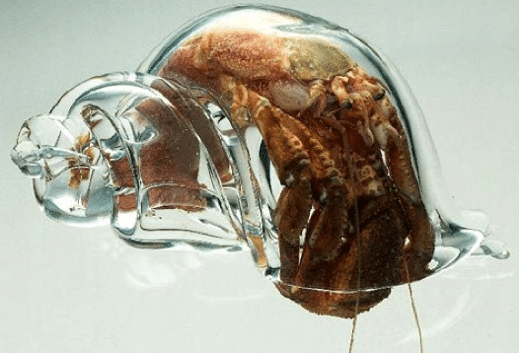 glass hermit crab shell