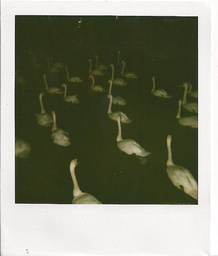 Graceful Swans on the Water