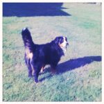 Bernese Mountain Dog on grass in sunlight.