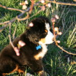 Bernese Mountain Dog puppy sitting under a cherry tree.