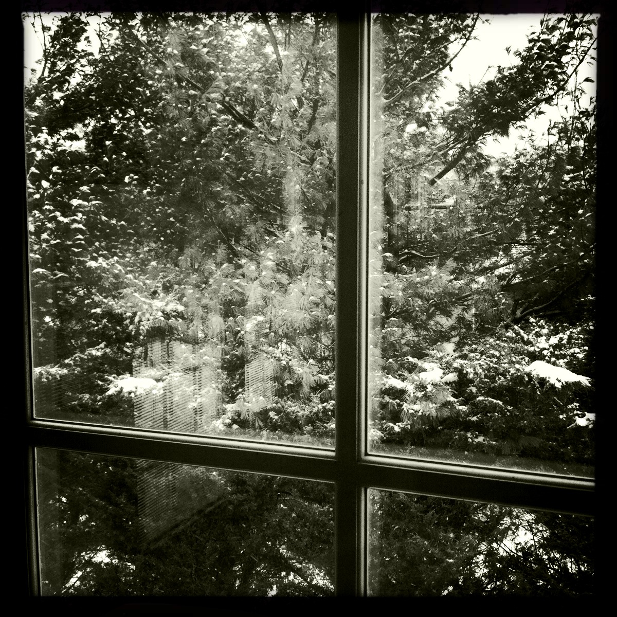 Captivating Monochrome with Claunch 72 Film