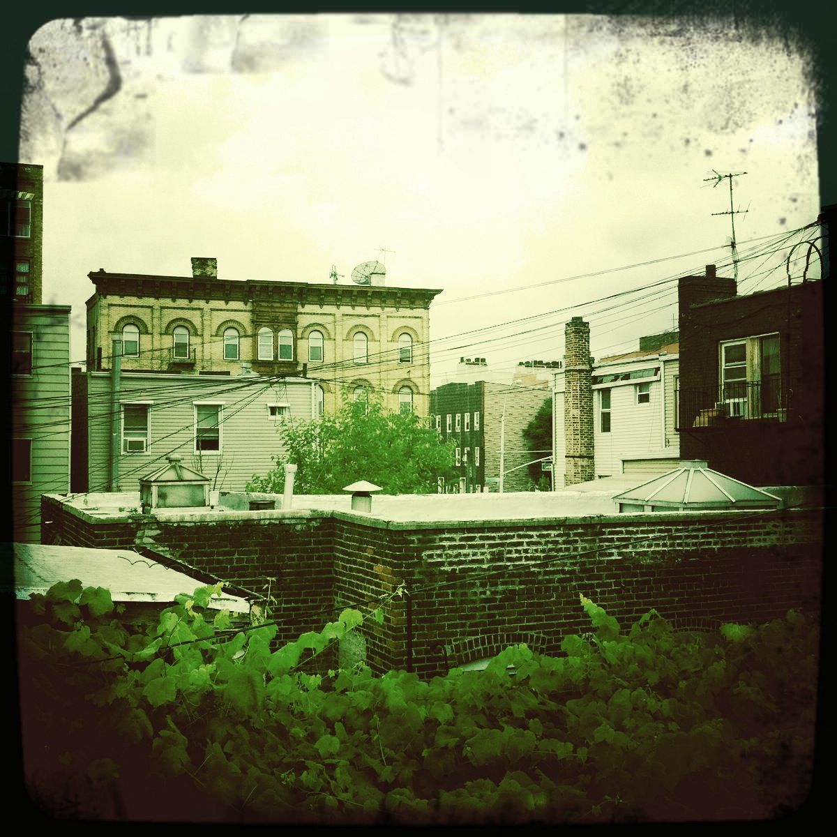 Grapes of W (Williamsburg)