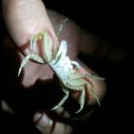 A person holding a ghost crab at night.