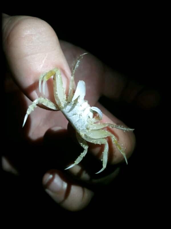 Ghost crab last night in va beach.