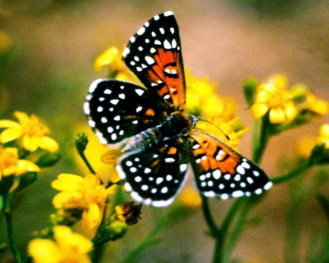 “the transformation of things”