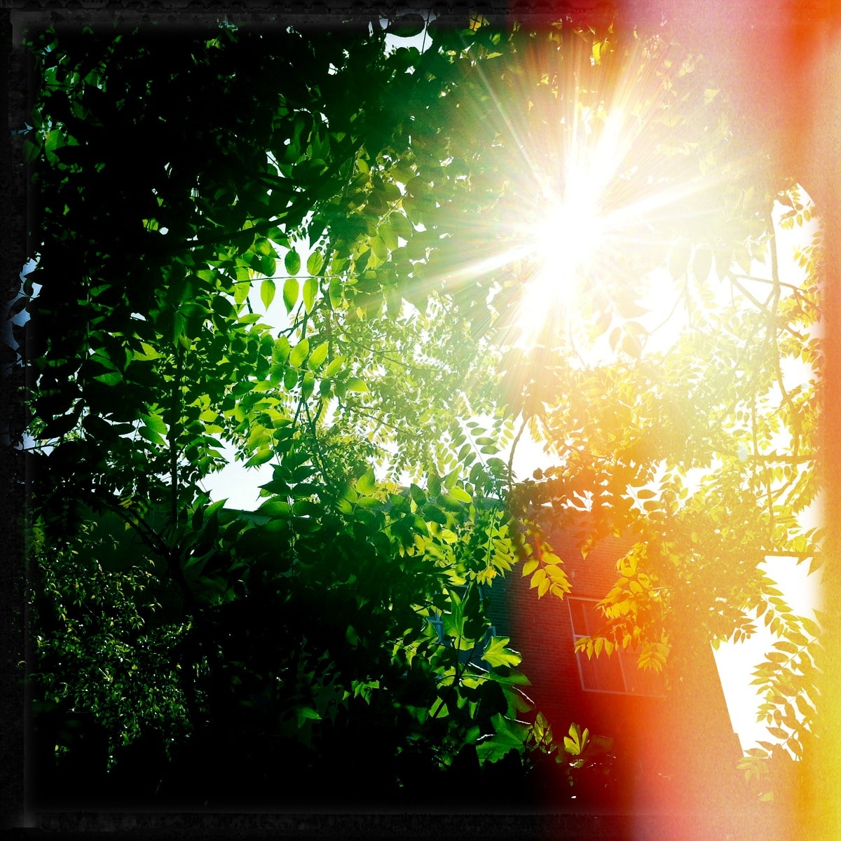 Spring day, HB backyard