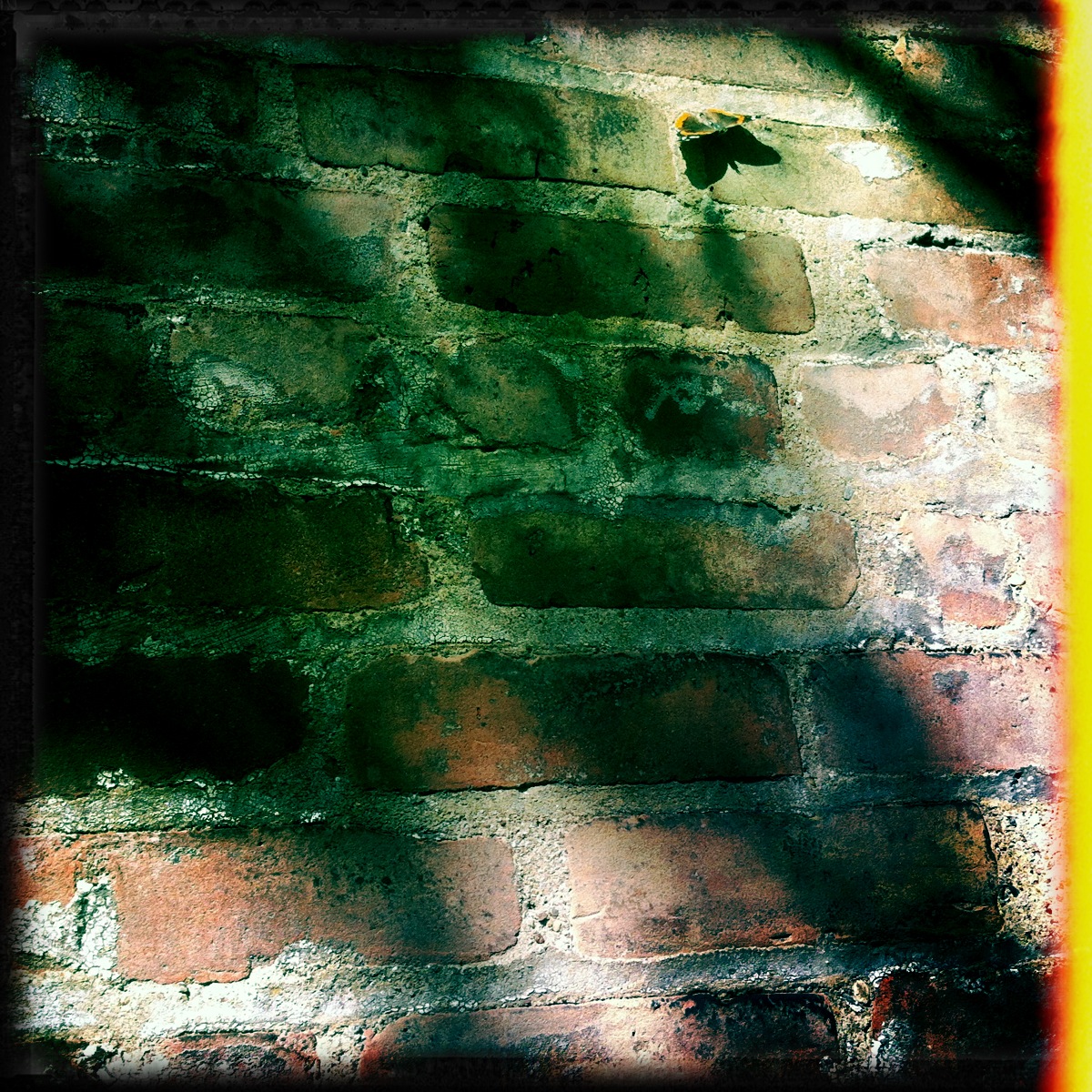 Hello Beautiful Butterfly