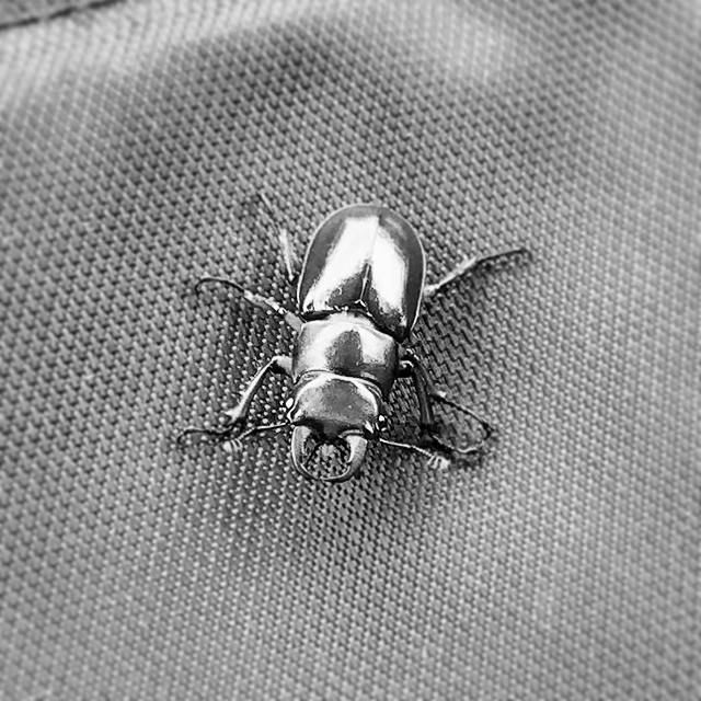 Picnic Friend dropped in 