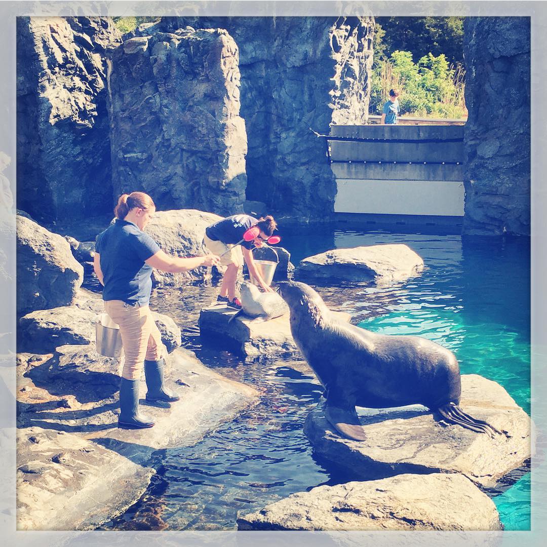 Sea lions, Seals, & Penguins; oh my!