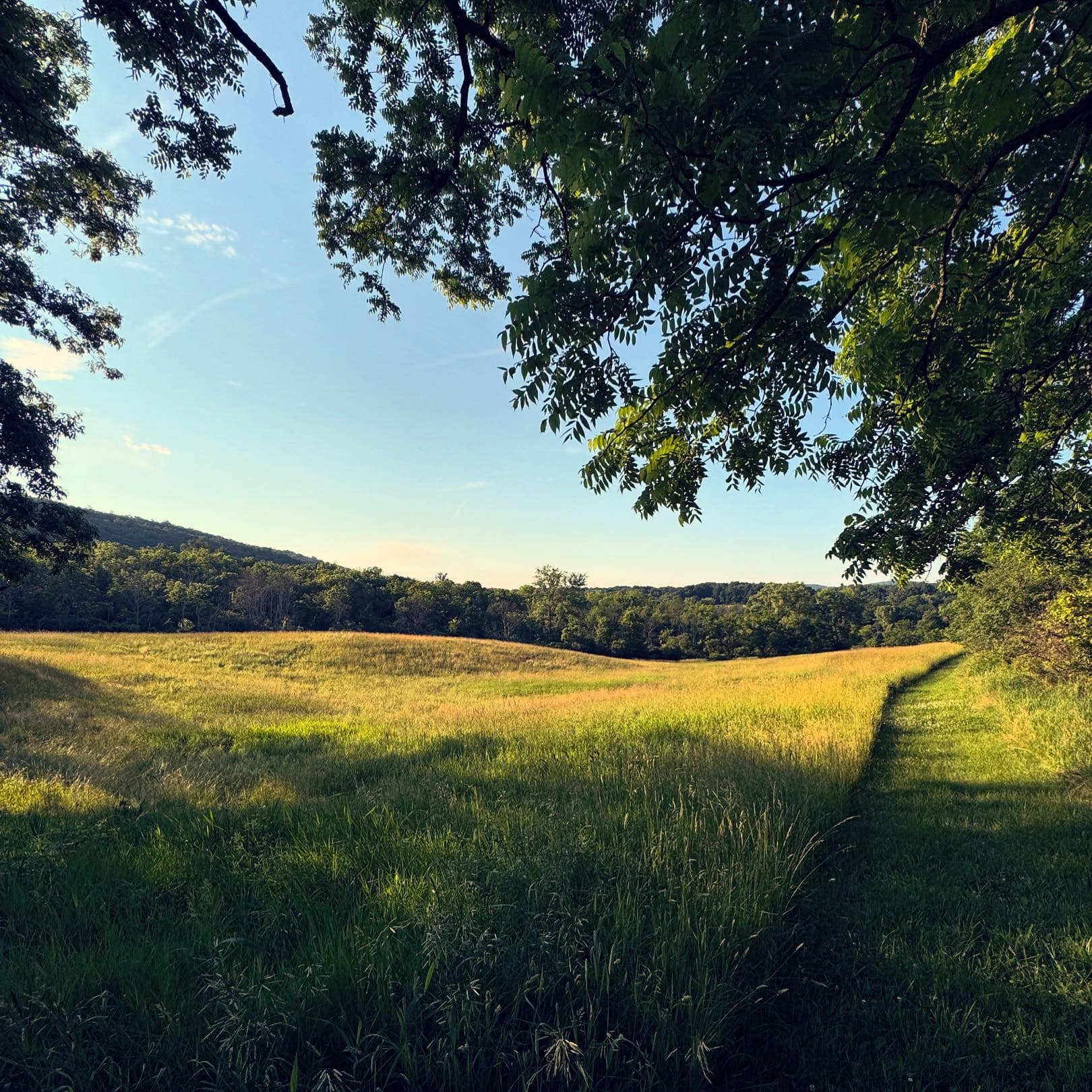 Shady Break by the Field of Grass