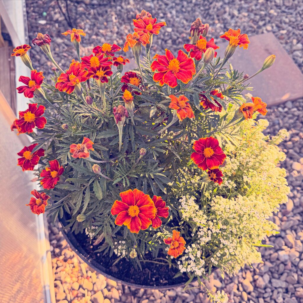 Vibrant Marigolds in Bloom