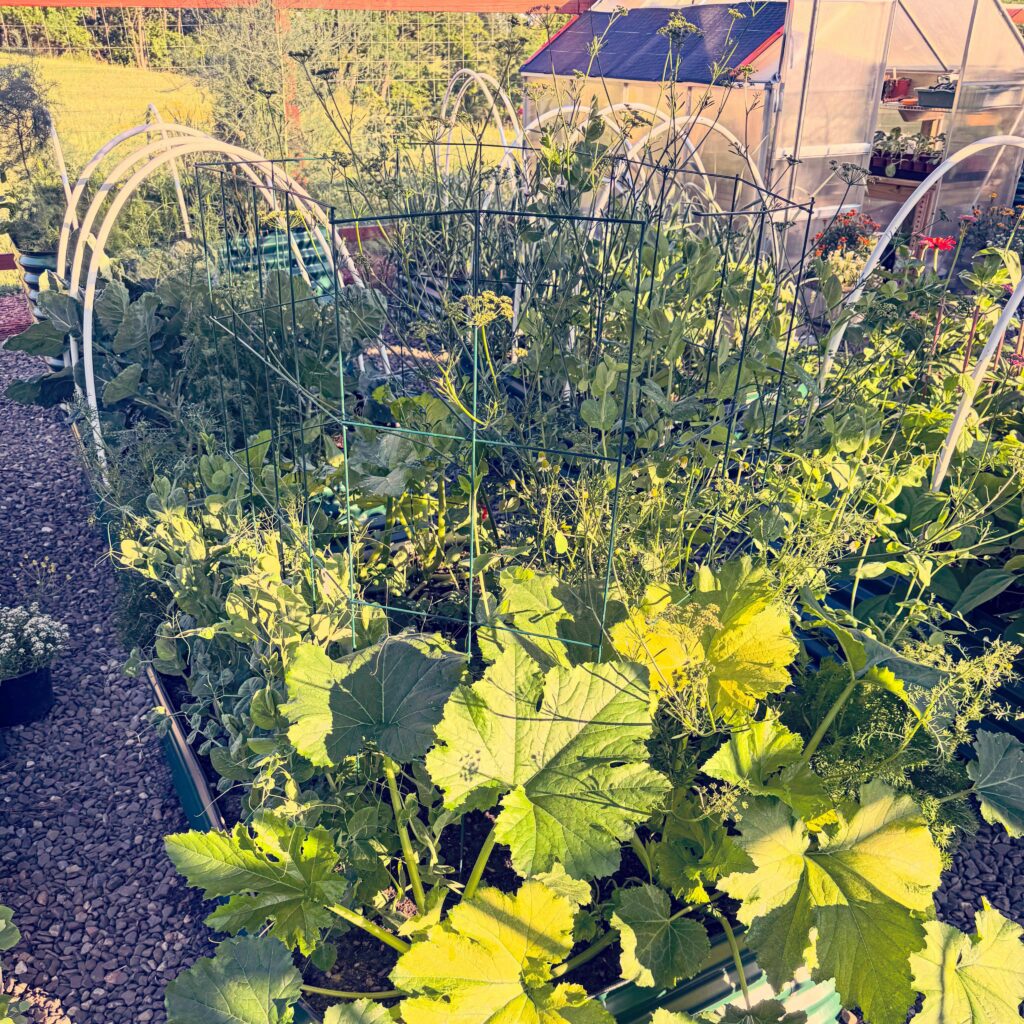 Lush Vegetable Garden Growth Tips