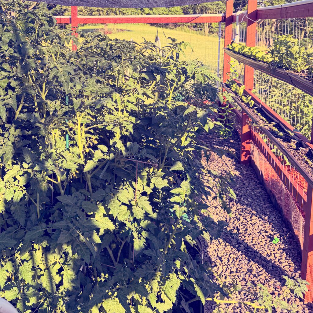 Lush Tomato Garden in Full Sunlight