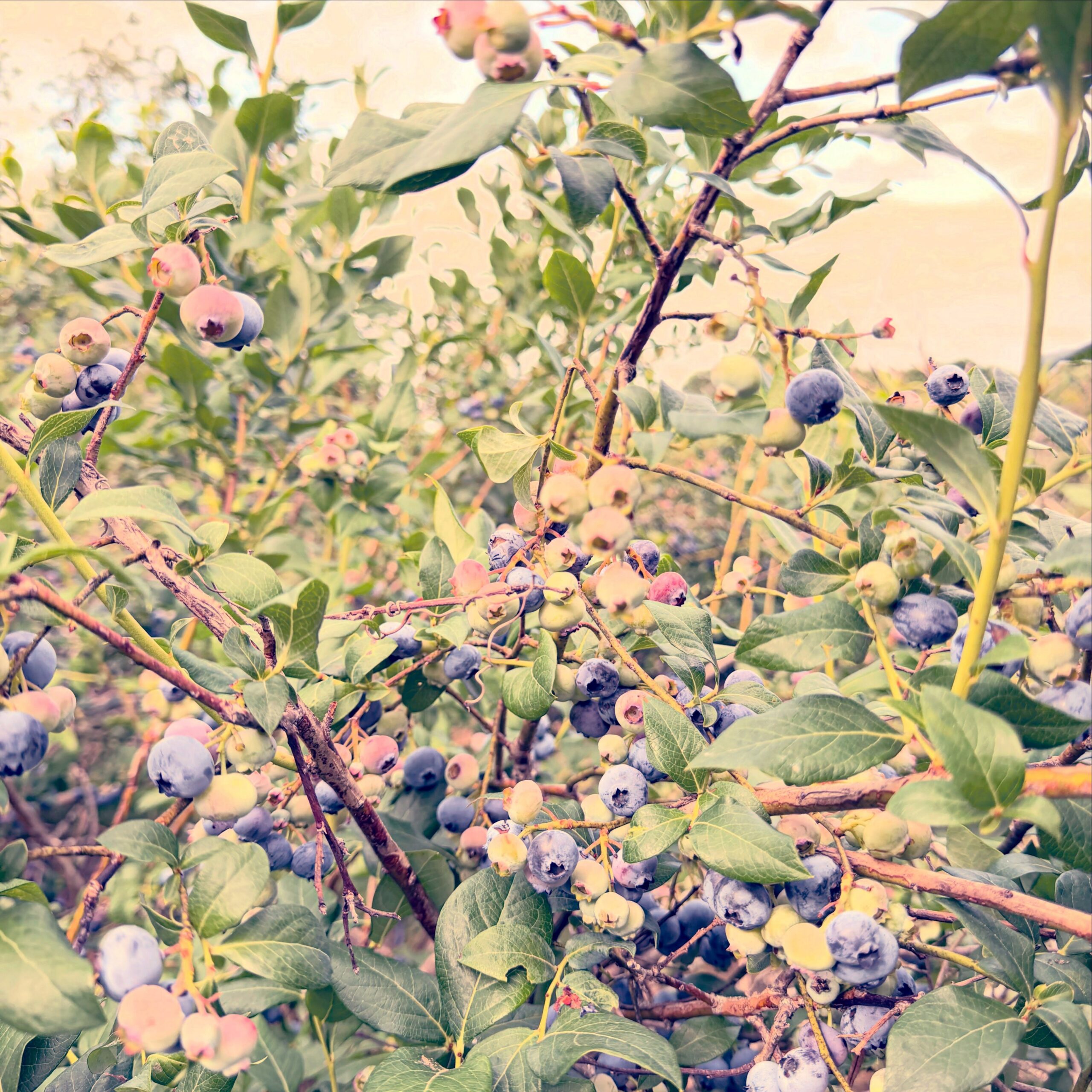 Ripe Blueberries on the Bush