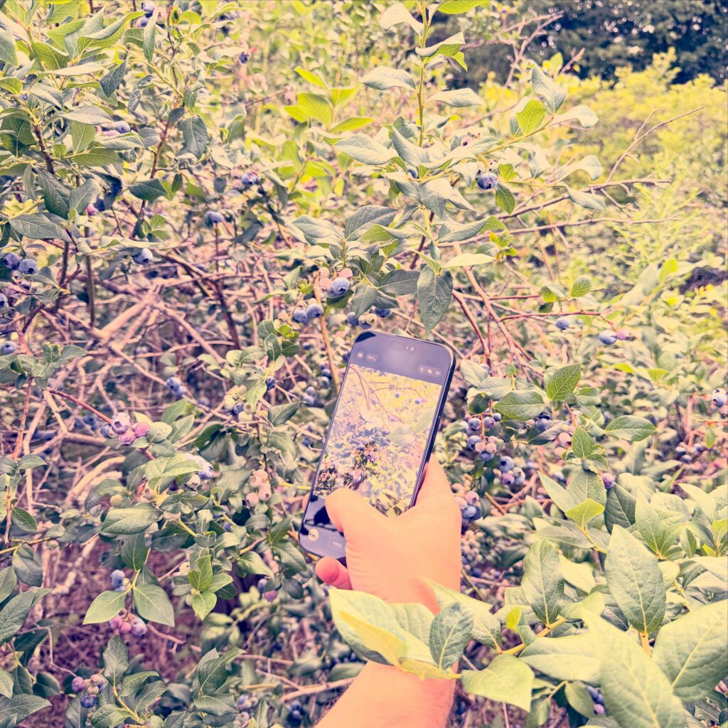 Blueberry Bush Photo with Phone