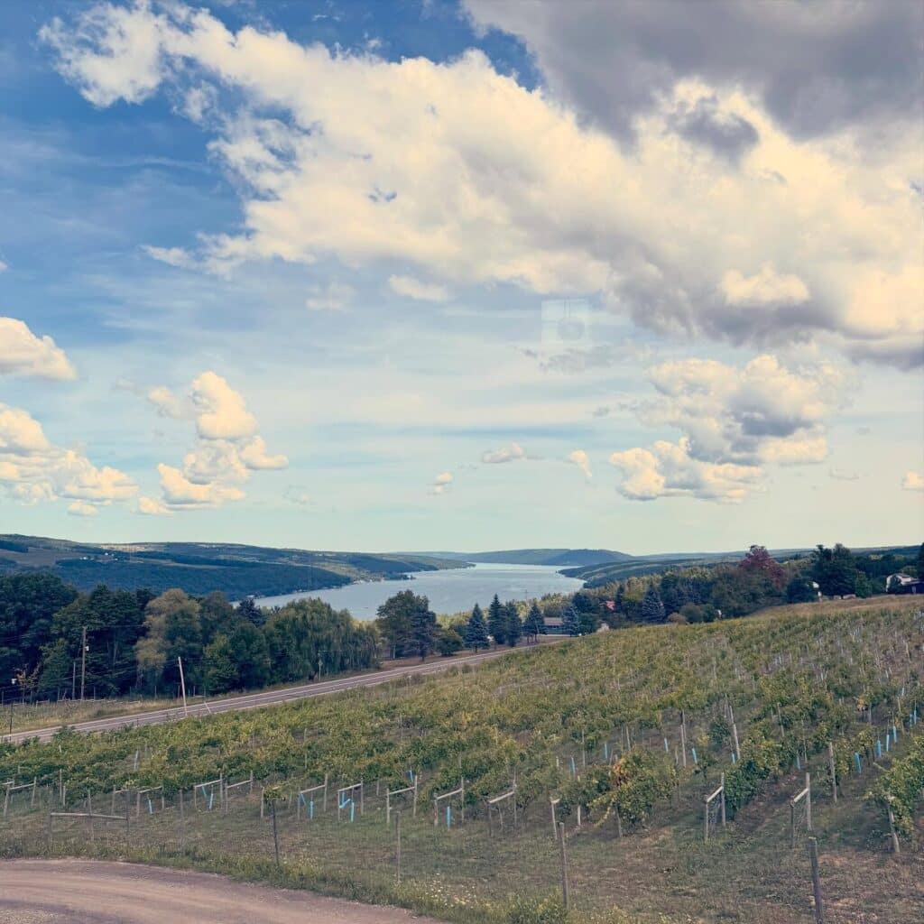 Scenic Vineyard Overlooking Water